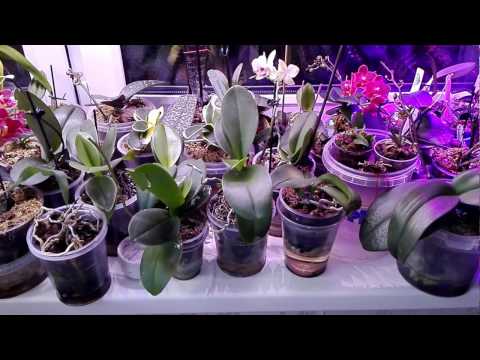 Видео: Мой метод посадки и ухода за Мини Фаленопсисами