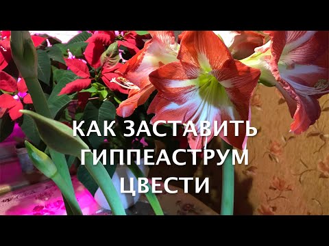 Видео: Как заставить гиппеаструм цвести в нужное для Вас время