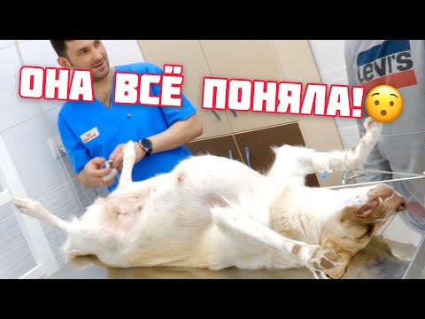 Видео: Стерилизация собаки от А до Я.
