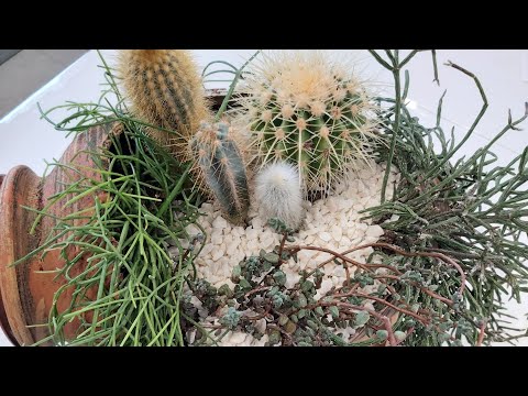 Видео: Садик из Кактусов и Рипсалис суккуленты