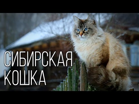 Видео: Сибирская Кошка: Пушистая Легенда Сибири | Интересные факты про сибирскую породу кошек