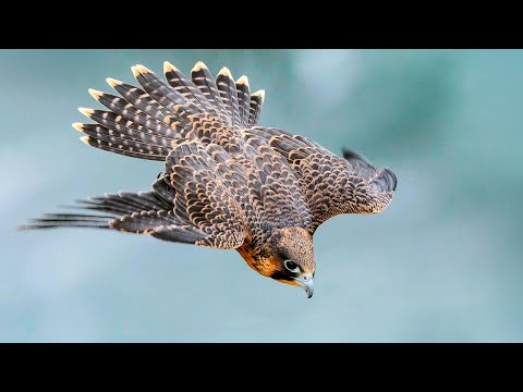 Видео: САПСАН (360км/ч) - самая быстрая и смертельно точная птица в мире!