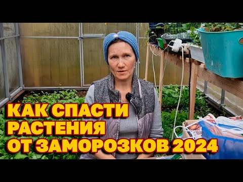Видео: СОВЕТЫ НА ЗЛОБУ ДНЯ ЗАМОРОЗКИ КАК УБЕРЕЧЬ И ВОССТАНОВИТЬ РАСТЕНИЯ   чем обработать@obovsemsmarusya