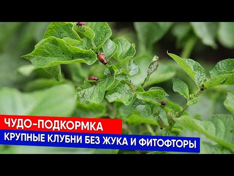 Видео: Чудо-подкормка: крупные клубни без жука и фитофторы