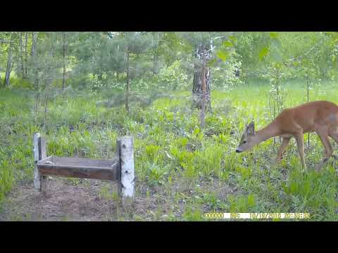 Видео: фотоловушка на солонце (2022-06-05)