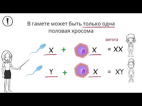 Видео: Хромосмы. Виды хромосом и их строение