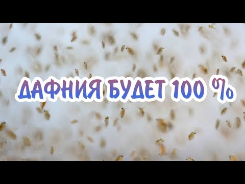 Видео: СТОПРОЦЕНТНЫЙ МЕТОД РАЗВЕДЕНИЯ ДАФНИИ