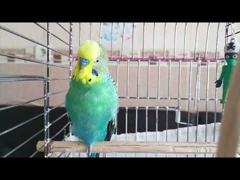 Видео: 🎵 Просто Включи Этот Звук! Твой Волнистый Попугай Никогда Не Оставит Тебя 💚Звук Счастья для Попугаев