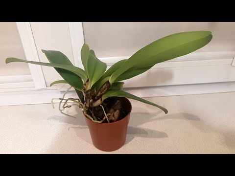 Видео: Пересадка каттлеи (Cattleya gaskelliana)