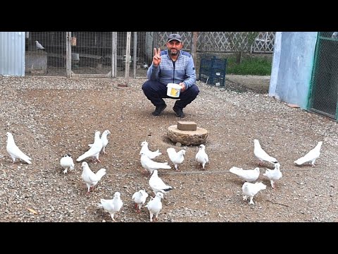 Видео: Голуби Арсена Таширского.КМВ.Третий подъём молодых голубей. Doves of Arsen Tashirsky. CMS