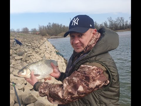 Видео: Рыбалка в Голландии на реке Рейн! Март 2025 Ловля Язя!