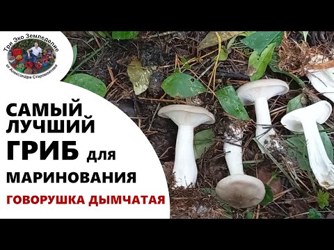 Видео: Самый лучший гриб для маринования. Говорушка дымчатая #ТриЭкоГрибы