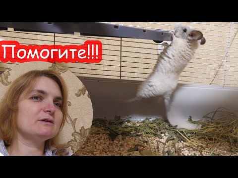 Видео: Помогите придумать имя