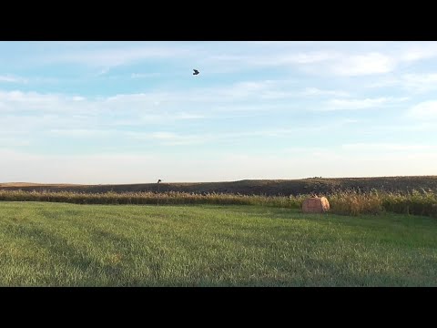 Видео: Охота на утку 2025г.Такого ещё не было!