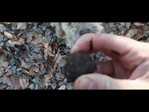 Видео: Лов на трюфели   Truffle hunt #6