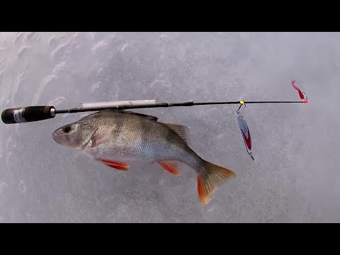 Видео: Крутая рыбалка на Псковском озере, ловля окуня на зимнюю блесну