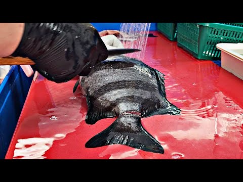 Видео: полосатый окунь.  Вкусная рыба с красивыми полосками