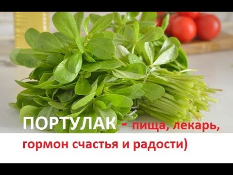 Видео: 144. ПОРТУЛАК — пища, лекарь, гормон счастья и радости)