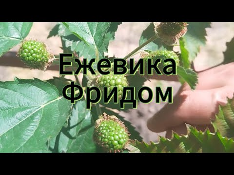 Видео: Ежевика Фридом