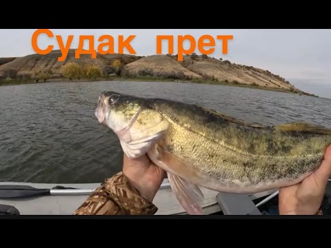 Видео: Рыбалка на судака в корягах,на Дону. октябрь 2023