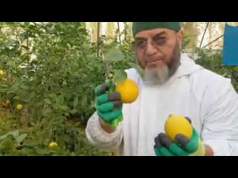 Видео: 2 ноября 2025 г.#issiqxona 