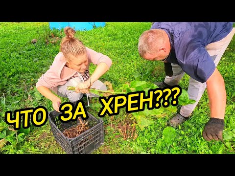 Видео: КУПИЛИ ДОМ В ДЕРЕВНЕ | Что за хрен | Деревенские хлопоты | Деревенская жизнь