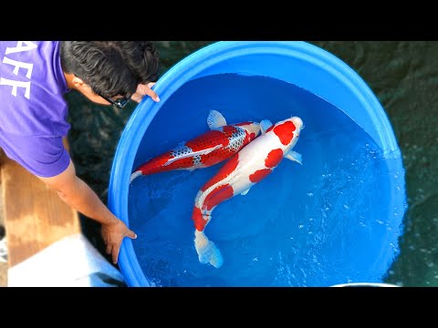 Видео: На крупнейшем в США мероприятии, посвященном кои 🇺🇸 | Потрясающие японские кои, которых вы ОБЯЗАН...