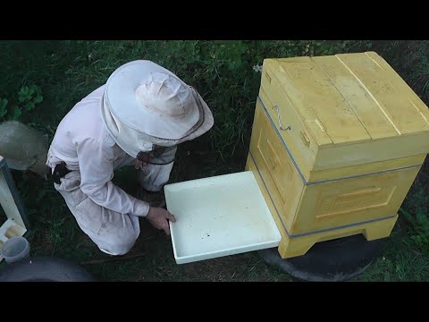 Видео: семья через 9 дней после внесения 0.8 гр тактика в полотенце