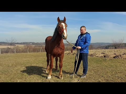 Видео: 🥁🔔Перша красуня лошичка🌺 по Добрині і гарна крупна лошиця на продаж💪💯💣👍💰