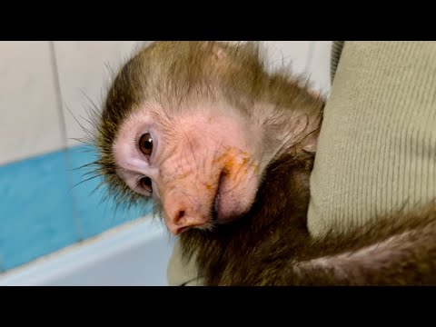 Видео: НЕ ДЛЯ СЛАБОНЕРВНЫХ)) Мы купаем грязнулю Анфису, а она просто КРИЧИТ КРИКОМ!