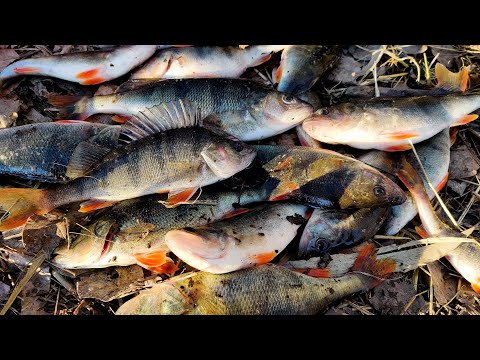 Видео: Какой Силикон Лучше для Ловли ОКУНЯ И СУДАКА | ЛОВЛЯ ОКУНЯ В ДЕКАБРЕ РЕКА ДНЕСТР