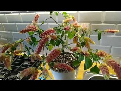 Видео: БЕЛОПЕРОНЕ, поздняя осенняя обрезка нужна!