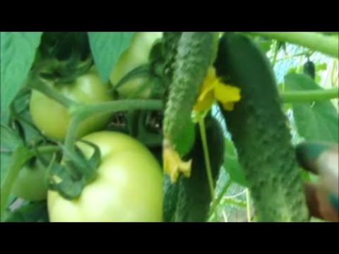 Видео: Как обрезаю листья у Томатов! Бесконечные огурцы!