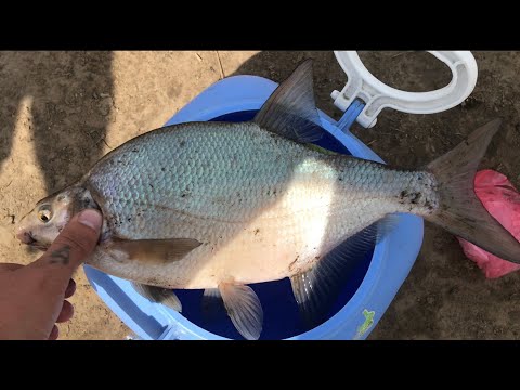 Видео: Рыбалка на заливе Щучий Реки Ангара / Иркутское водохранилище /  ловим Лещей / Рыбалка на фидер