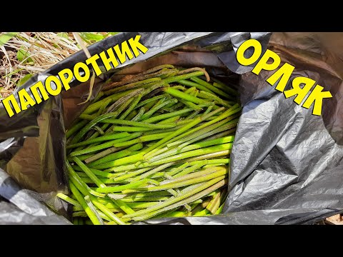 Видео: Сбор папоротника Орляк! Тонкости и секреты. Сахалин