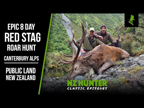 Видео: Рыжие олени! Мы засекаем монстра на общественных землях, не имея при себе ни одной еды... (успех ...