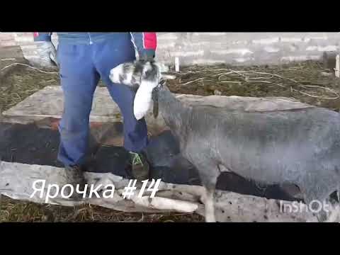 Видео: Гиссарские ярочки на продажу, 13 голов. Ульяновская область. тел 89053487353