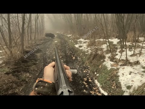 Видео: Красивая и быстрая охота на кабана.
