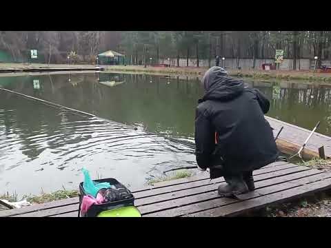 Видео: Голицыно Fish