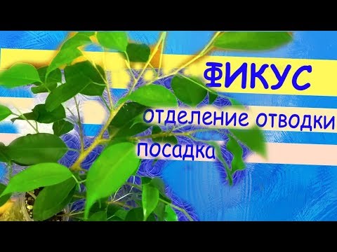 Видео: Фикус Бенджамина: размножение воздушной отводкой. Отделение и посадка отводки. Формирование кроны.