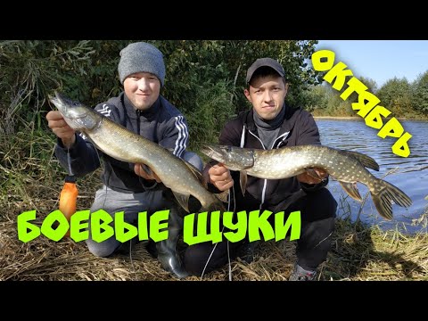 Видео: БОЕВЫЕ ЩУКИ!!! Бутылки на карпа! Щука в октябре! Щука на кружки. Рыбалка в Подмосковье 2020.