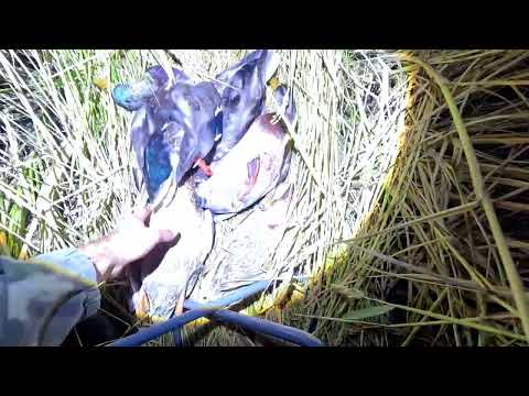 Видео: Охота на вечерней зорьке.Утки летают,но по темноте!