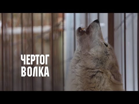 Видео: Приют для волков "Чертог волка" // Дикие: Стратегия спасения
