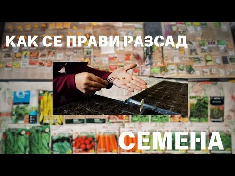 Видео: БАБИНИЯ РАЗСАД! ЕТАП 1! КАК СЕ ПРАВИ РАЗСАД? КАКВИ ИНТЕРЕСНИ СЕМЕНА ИМАМЕ?