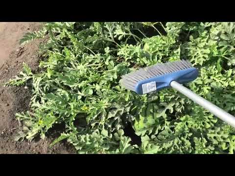 Видео: Мои арбузы, дыни и огурдыни 8 августа