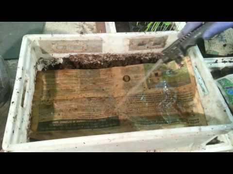 Видео: Неделя 8 - как правильно разводить червей старатель и денбробена