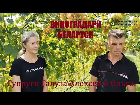 Видео: Виноградная усадьба в гостях у Галуза Алексея и Ольги. Август 2025 года.