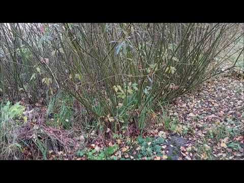 Видео: Плантация октябрь 2020