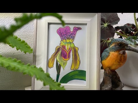 Видео: Обзор комнаты с растениями