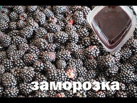 Видео: ЗАМОРОЗКА ЕЖЕВИКИ МУСС